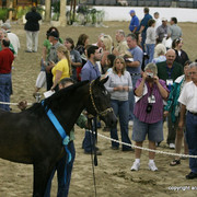 2009 Egyptian Event - Stallion Showcase