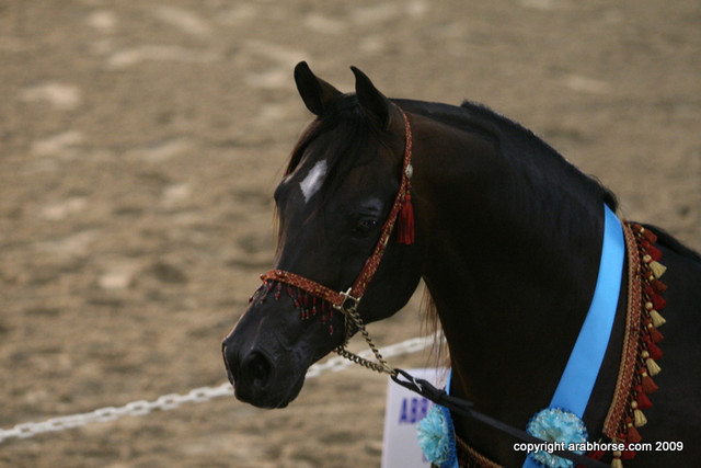 2009 Egyptian Event - Stallion Showcase