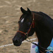 2009 Egyptian Event - Stallion Showcase