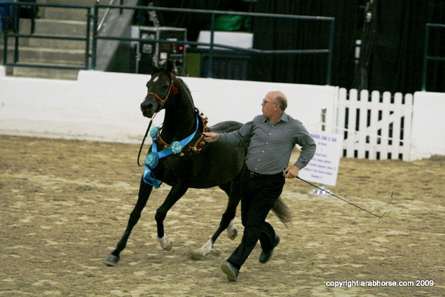 2009 Egyptian Event - Stallion Showcase