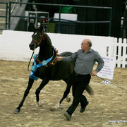 2009 Egyptian Event - Stallion Showcase