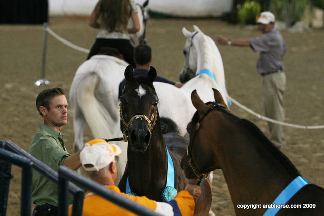 2009 Egyptian Event - Stallion Showcase