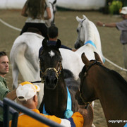 2009 Egyptian Event - Stallion Showcase