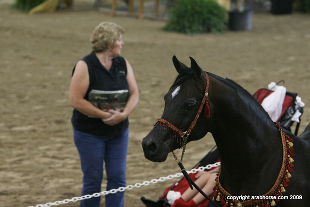 2009 Egyptian Event - Stallion Showcase