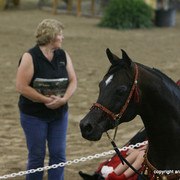 2009 Egyptian Event - Stallion Showcase
