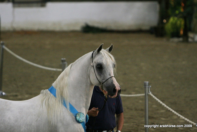 2009 Egyptian Event - Stallion Showcase