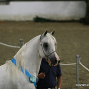 2009 Egyptian Event - Stallion Showcase
