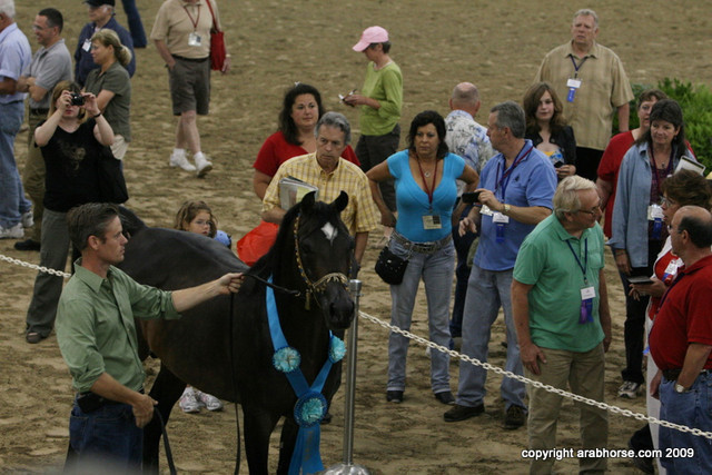 2009 Egyptian Event - Stallion Showcase