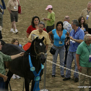 2009 Egyptian Event - Stallion Showcase