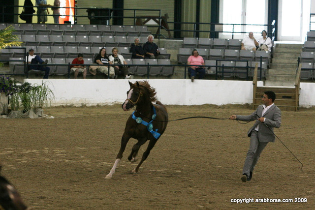 2009 Egyptian Event - Stallion Showcase