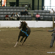 2009 Egyptian Event - Stallion Showcase