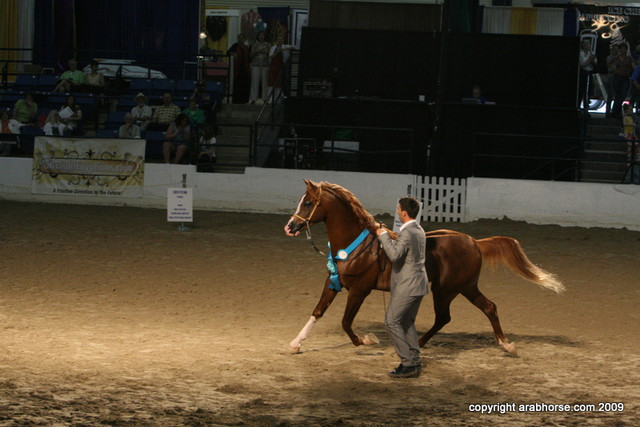 2009 Egyptian Event - Stallion Showcase