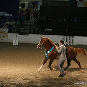 2009 Egyptian Event - Stallion Showcase