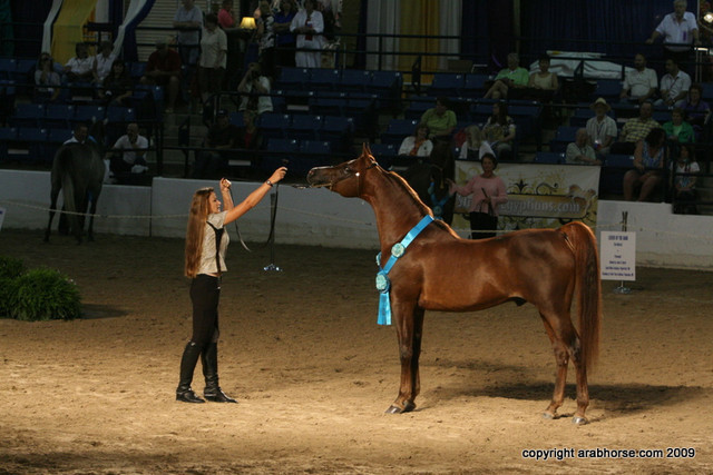 2009 Egyptian Event - Stallion Showcase