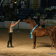 2009 Egyptian Event - Stallion Showcase
