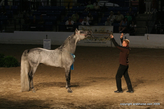 2009 Egyptian Event - Stallion Showcase