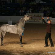 2009 Egyptian Event - Stallion Showcase