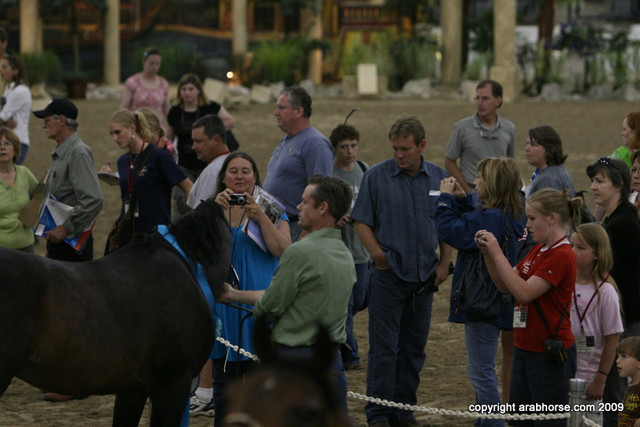 2009 Egyptian Event - Stallion Showcase
