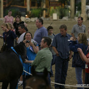 2009 Egyptian Event - Stallion Showcase