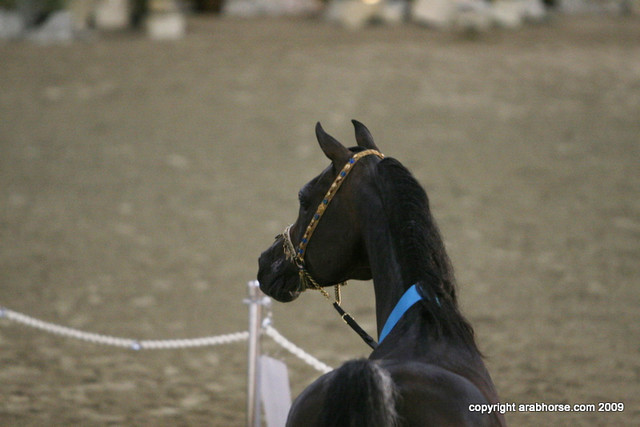 2009 Egyptian Event - Stallion Showcase