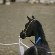 2009 Egyptian Event - Stallion Showcase