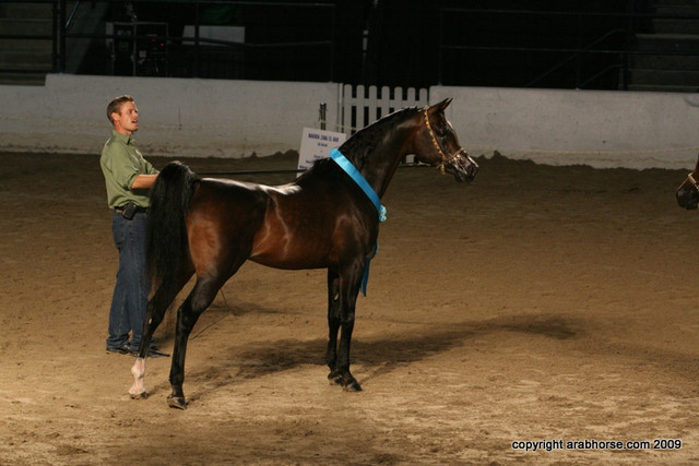 2009 Egyptian Event - Stallion Showcase