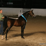 2009 Egyptian Event - Stallion Showcase