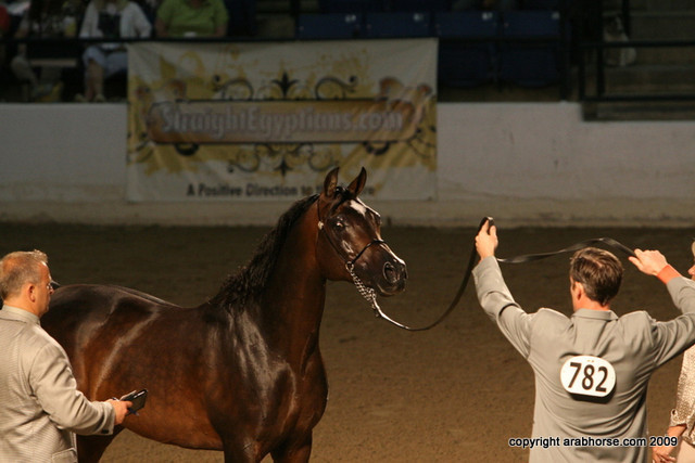 2009 Egyptian Event - Stallion Showcase