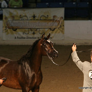 2009 Egyptian Event - Stallion Showcase