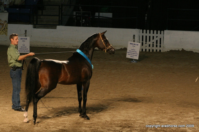2009 Egyptian Event - Stallion Showcase