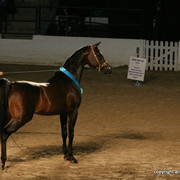 2009 Egyptian Event - Stallion Showcase