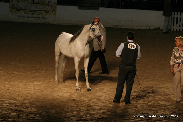 2009 Egyptian Event - Stallion Showcase