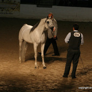2009 Egyptian Event - Stallion Showcase