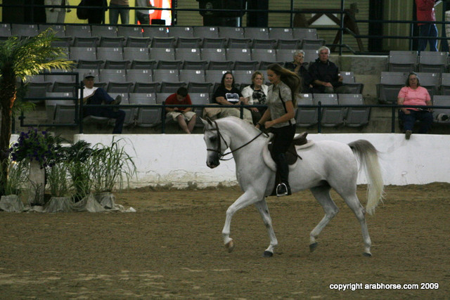 2009 Egyptian Event - Stallion Showcase