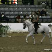 2009 Egyptian Event - Stallion Showcase