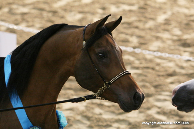 2009 Egyptian Event - Stallion Showcase