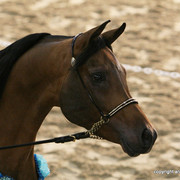2009 Egyptian Event - Stallion Showcase
