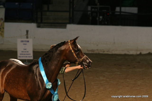 2009 Egyptian Event - Stallion Showcase