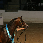 2009 Egyptian Event - Stallion Showcase