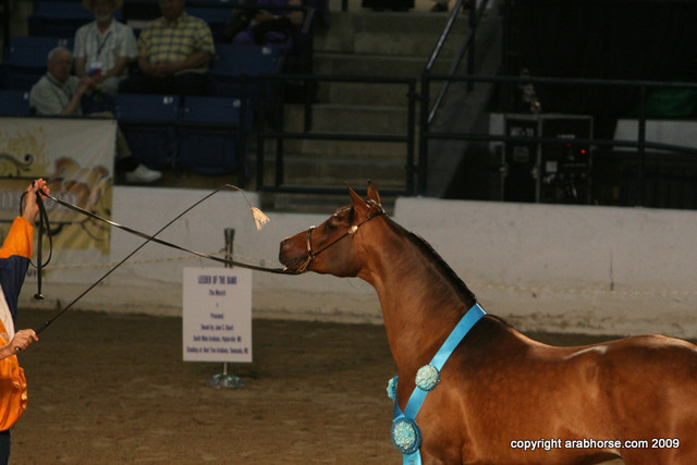2009 Egyptian Event - Stallion Showcase