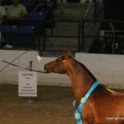 2009 Egyptian Event - Stallion Showcase
