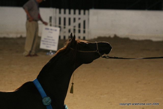 2009 Egyptian Event - Stallion Showcase