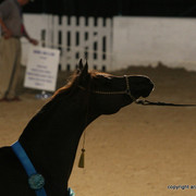 2009 Egyptian Event - Stallion Showcase