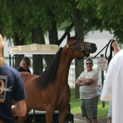 2009 Egyptian Event - Wednesday