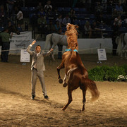 2009 Egyptian Event - Wednesday