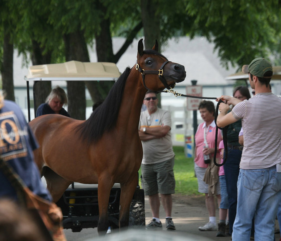 2009 Egyptian Event - Wednesday