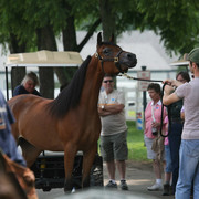 2009 Egyptian Event - Wednesday