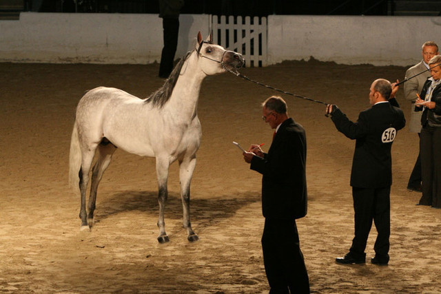 2009 Egyptian Event - Thursday