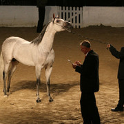 2009 Egyptian Event - Thursday