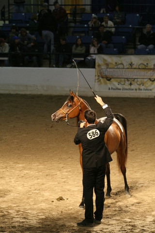 2009 Egyptian Event - Thursday